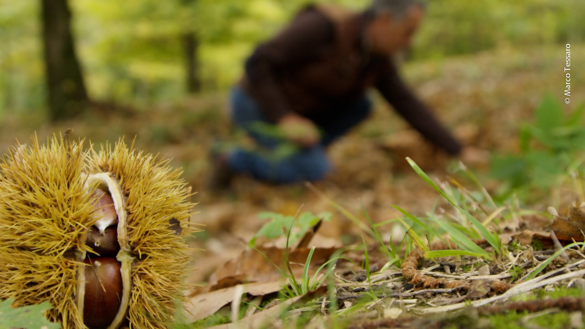 castagne